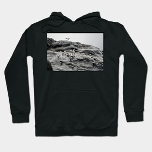 birds at Greenland Hoodie